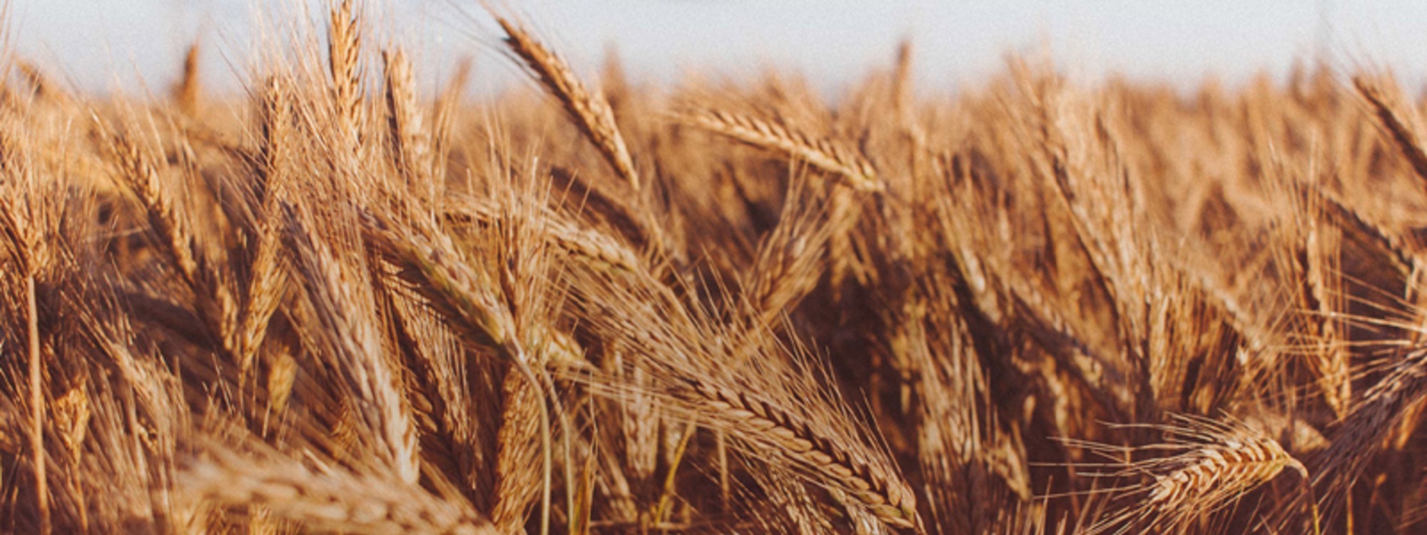 Harvest Sunday*5th October*More Info